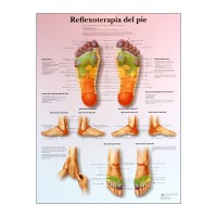 fiche réflexologie plantaire